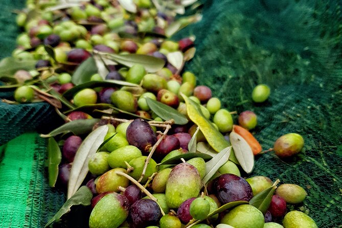E.V.O. oil of Lake Como tasting+ food pairings - Key highlights you’ll actually care about