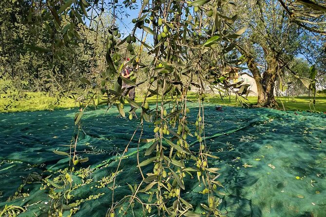 E.V.O. oil of Lake Como tasting+ food pairings - What to do before and after your tasting