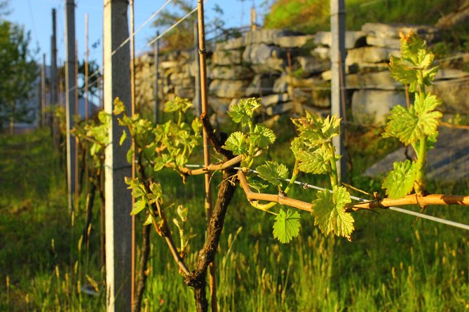 Family tasting - A little tasting - The vineyard walk: grapevine culture in real time