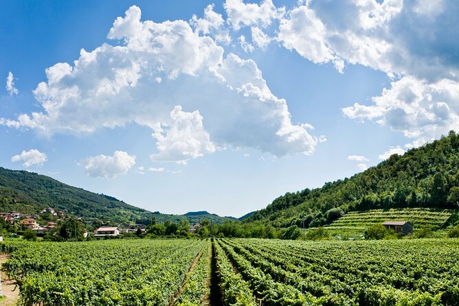 From Milan Full Day in Franciacorta 2 Wineries and Lunch - Franciacorta from Milan: a smooth, private start