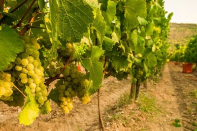 From Milan Full Day in Franciacorta 2 Wineries and Lunch - Stop 1 winery visit: guided cellars and a DOCG tasting warm-up