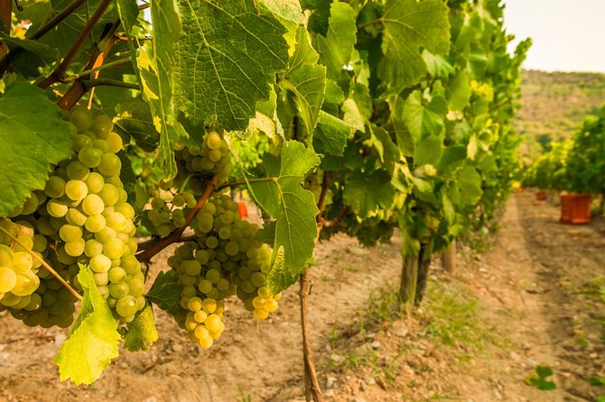 From Milan Full Day in Franciacorta 2 Wineries and Lunch - Stop 1 winery visit: guided cellars and a DOCG tasting warm-up