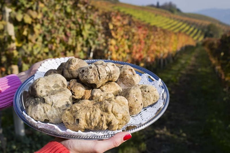 From Milan: Langhe Wine Region Day Trip with Barolo Tasting - Who this trip suits best (and who should skip it)