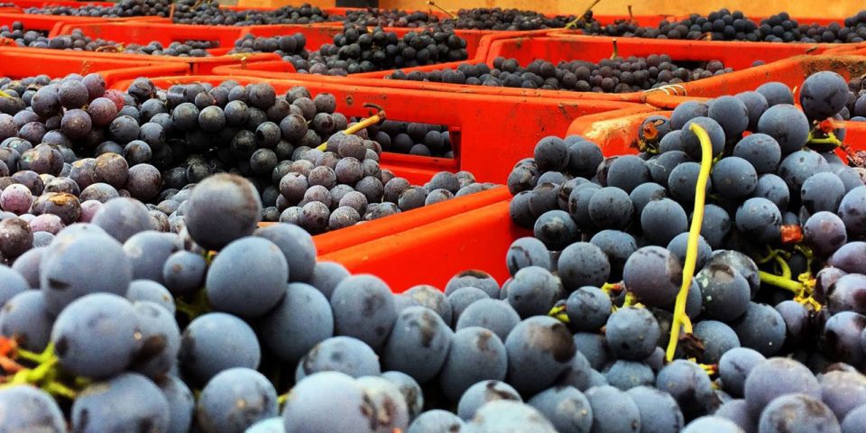 Full-Day Barbaresco Wine Tour with Truffle Hunting and Lunch - Barbaresco Town at the End: Views and a Sense of Place