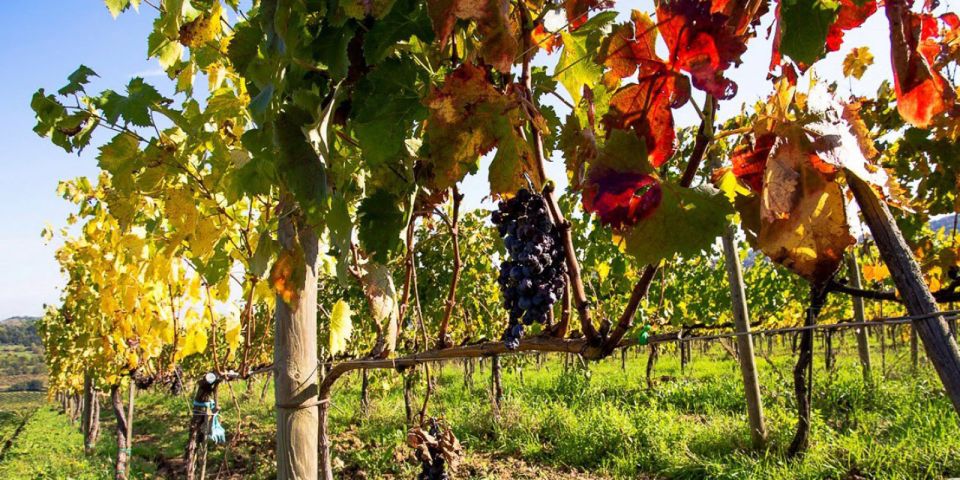 Full-Day Barbaresco Wine Tour with Truffle Hunting and Lunch - Price and Value: Is $968.88 Per Person Worth It?