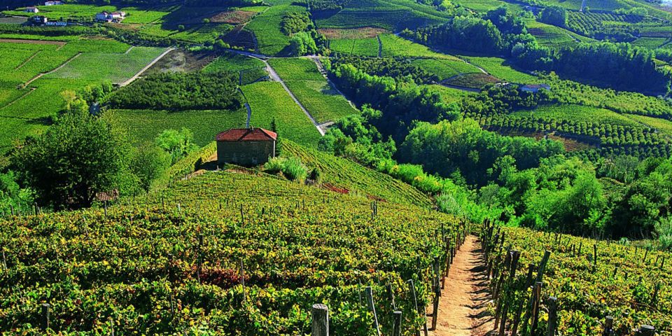 Full-Day Barbaresco Wine Tour with Truffle Hunting and Lunch - Who This Tour Fits Best (and Who Should Skip It)