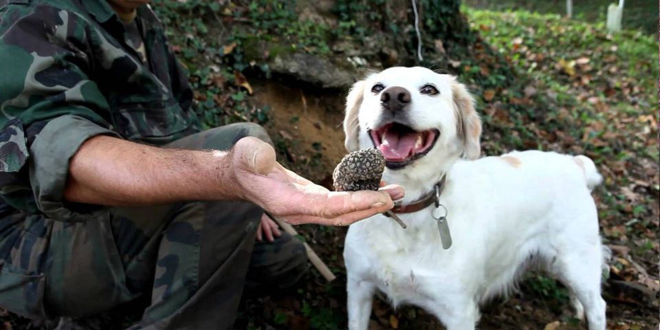 Full-Day Barbaresco Wine Tour with Truffle Hunting and Lunch - Practical Tips Before You Go