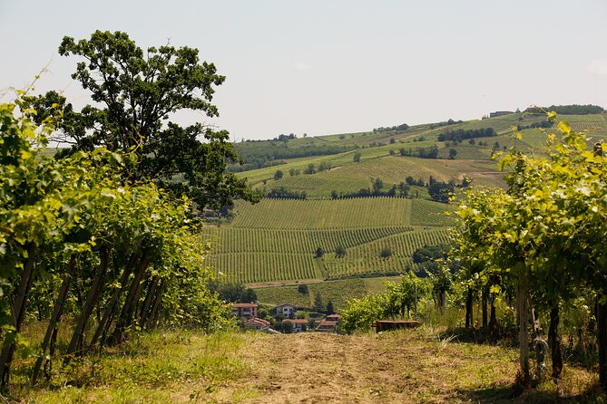 Guided tour of vineyards and winery with tasting 4 wines - Oltrepò Pavese Wine, Without the Museum Vibe