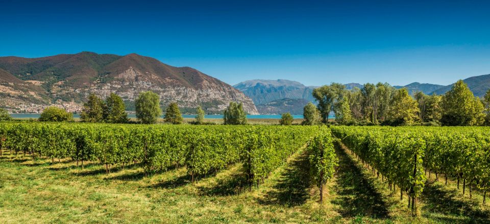 Half-Day Food and Wine Experience in Franciacorta - Should you book?
