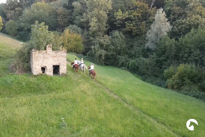 Horseback riding for experts between the lake and the mountains - The Horses: Arabian Type, Calm Confidence, and Named Personalities