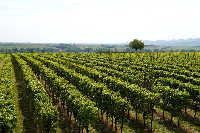 Lake Iseo & Franciacorta Winery. Scenic & Wine Tasting tour - Franciacorta Wine Route: Three Sparkling Wines and a Snack