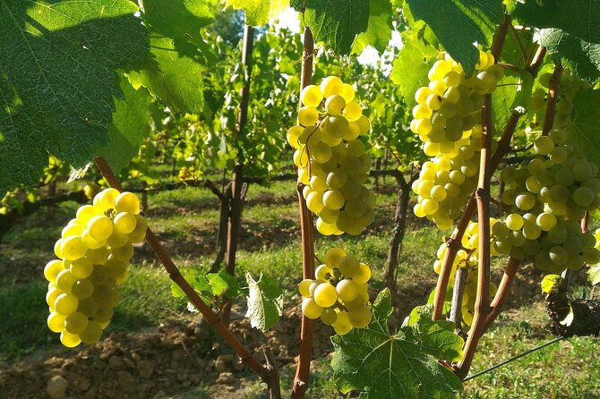 Lake Iseo & Franciacorta Winery. Scenic & Wine Tasting tour - Passirano Winery Time: Extra Hours, More Tasting Atmosphere