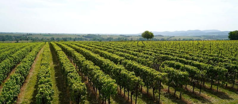 Milan: Brescia & Franciacorta with Wine Tasting Small Group - The coach ride to Franciacorta: the views are part of the deal