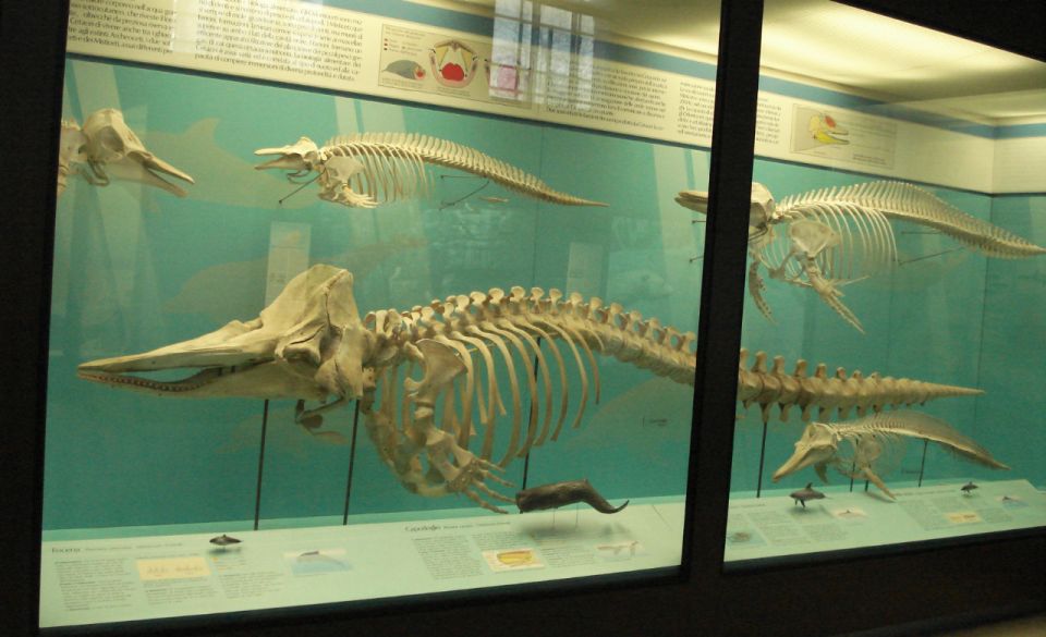 Milan: Natural History Museum Entry Ticket & Audio Guide - First impressions: the museum setting and how the visit flows