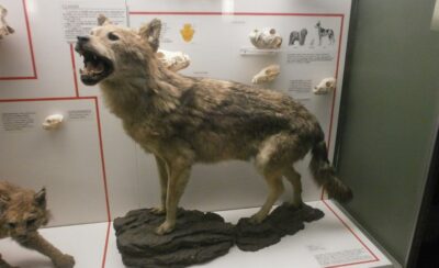 Milan: Natural History Museum Entry Ticket & Audio Guide - Tickets, e-ticket setup, and the fastest way to get inside