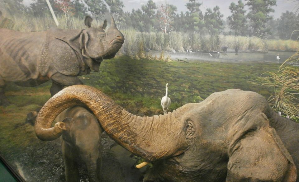 Milan: Natural History Museum Entry Ticket & Audio Guide - Price and value: is $12 worth it for this format?