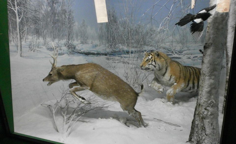 Milan: Natural History Museum Entry Ticket & Audio Guide - Who this museum stop is perfect for