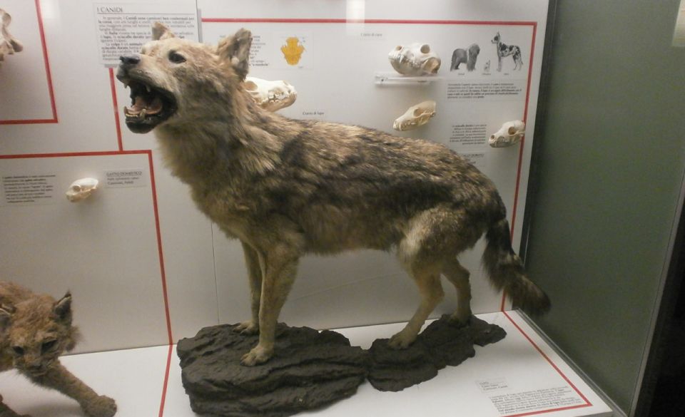 Milan: Natural History Museum Entry Ticket & Audio Guide - Tickets, e-ticket setup, and the fastest way to get inside
