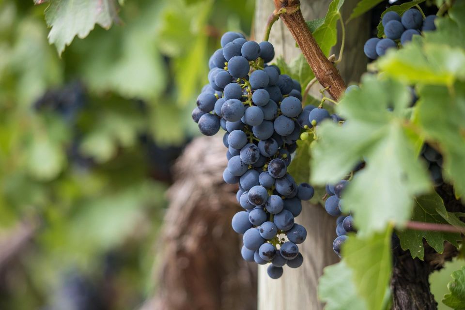 Milan: Wine Tasting with an Italian Sommelier - Three Wines, One Hour of Grapes and Fermentation