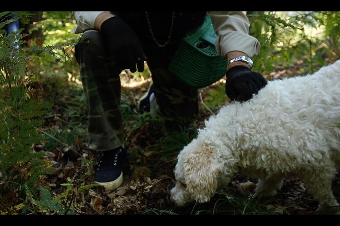 Mushroom or Truffle Hunting - Key Highlights to Know Before You Go