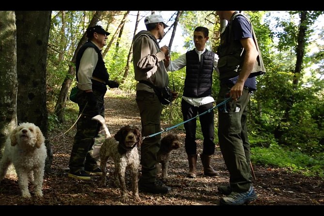 Mushroom or Truffle Hunting - Chef Luigi and the Forest Hunt: What Actually Happens Out There