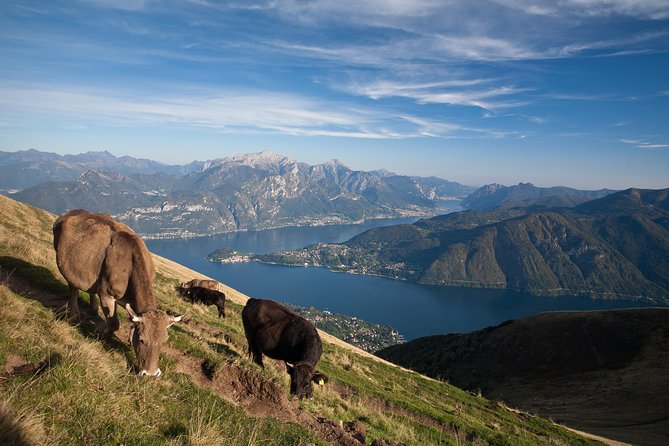 Mushroom or Truffle Hunting - Who This Tour Suits Best (and Who Should Skip It)