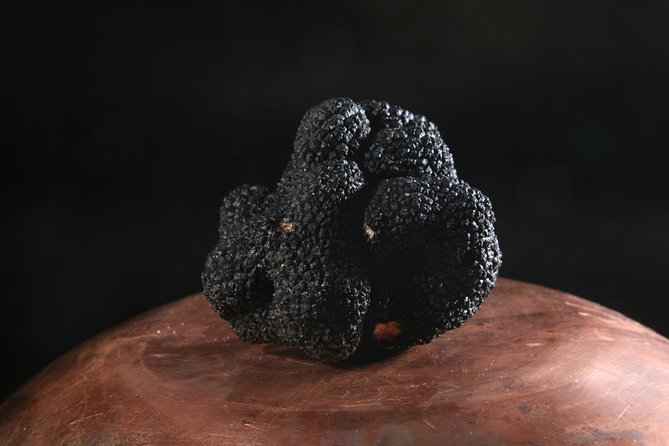 Mushroom or Truffle Hunting - Practical Tips to Make Your Day Easier