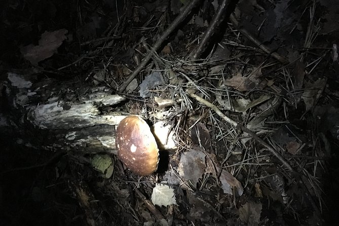 Private Hunting Of Truffle And Mushrooms With Chef Luigi Gandola In Bellagio - From harvest to dinner: how you turn what you find into Lombardy flavors