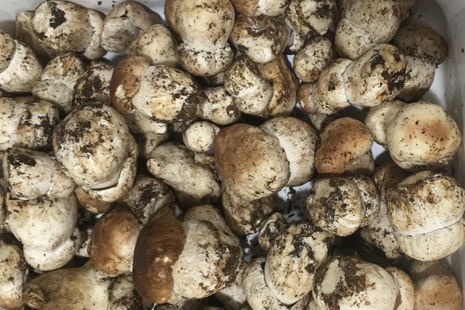 Private Hunting Of Truffle And Mushrooms With Chef Luigi Gandola In Bellagio - Price and value: $771.36 per person for a private food day