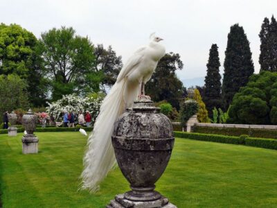 Stresa: Madre & Bella Borromean Islands Boat Trip - Isola Madre: Botanical Gardens, Birds, and That Cashmere Tree