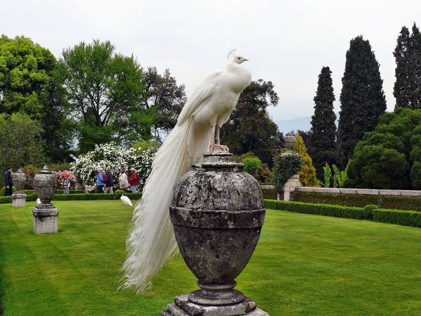 Stresa: Madre & Bella Borromean Islands Boat Trip - Isola Madre: Botanical Gardens, Birds, and That Cashmere Tree
