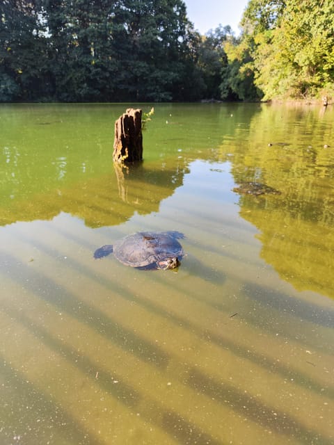 Trekking in the Wood with picnic on the turtles lake - Key points to know before you go