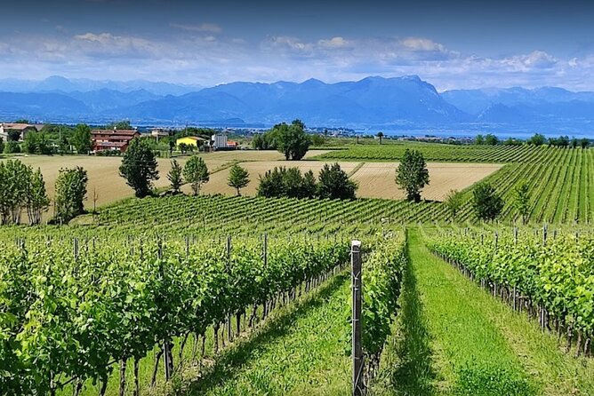 Vineyard Tour and Tasting of Lugana Wines - Key things you’ll notice on this Lugana tour