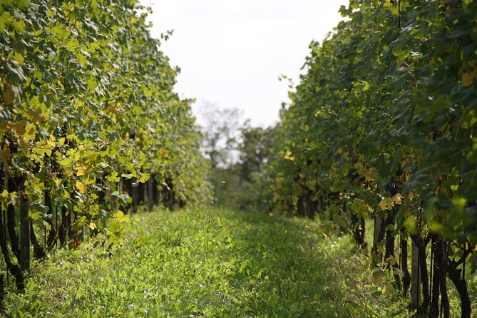 Visit and tasting of 3 D.O.C.wines Fontechiara - Key things to know before you go