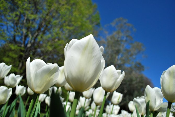 Walking tour with a private tour guide in the botanical gardens of Villa Taranto - Key things to know before you go