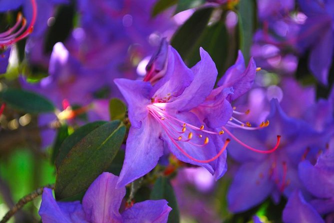 Walking tour with a private tour guide in the botanical gardens of Villa Taranto - Price and value: what you’re really paying for