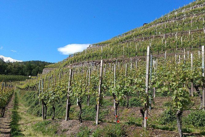 Wine and Food tasting PRIVATE Guided Tour - Getting There in Comfort: Private Van, Pickup, and Time on the Clock
