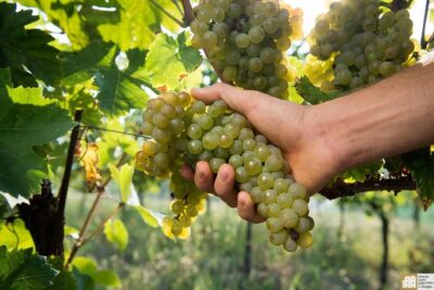 Wine Class and Tasting in Milan - Semi Private tour - What you’ll taste: four Italian wines plus pairing that teaches your palate