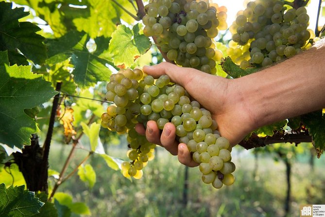 Wine Class and Tasting in Milan - Semi Private tour - What you’ll taste: four Italian wines plus pairing that teaches your palate